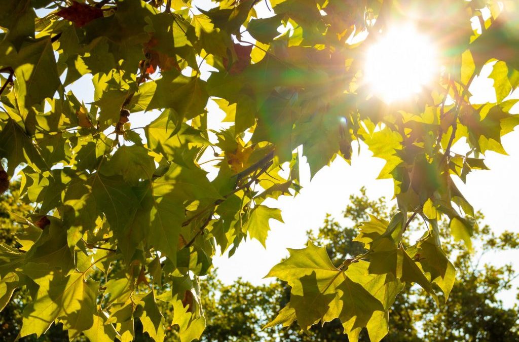 Wie viele Bäume wurden in Karlsruhe gefällt?